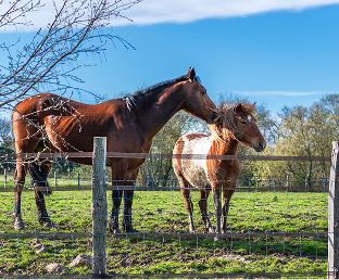 Two horses standing at wooden fence in sunny pasture at Woodbine Farms Chelsea Michigan